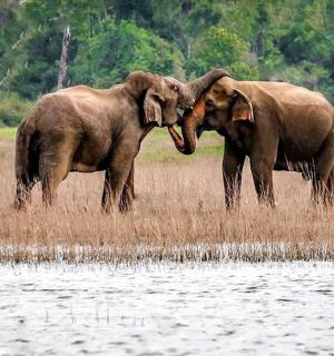 two elephants standing next to a body of water