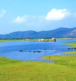 a group of animals in a large body of water