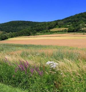 山前长满青草和紫色花朵的田野