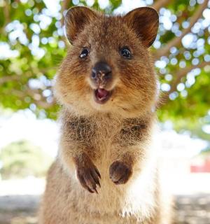 a baby koala is jumping up in the air