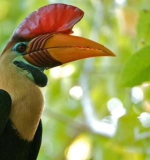 a colorful bird with a red head and aemed