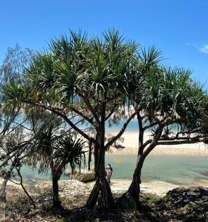 a palm tree on a beach next to the water