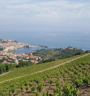 海边山上的葡萄园