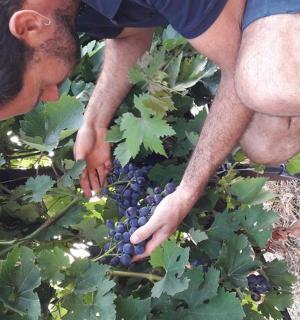 a man is picking grapes from a plant
