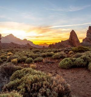 沙漠景观与岩石和植物