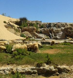 stádo ovcí pasoucích se na kopci poblíž písečné duny