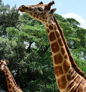 two giraffes standing next to each other in front of trees