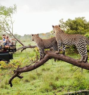 two cheetahs standing on top of a tree branch