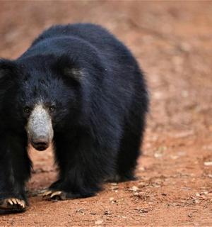 a black bear walking on a dirt road
