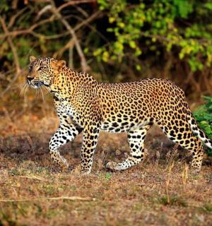 a cheetah walking in the grass in a field
