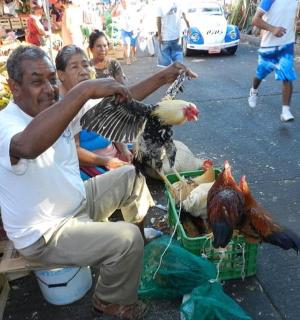 muž držící ptáka na trhu se slepicemi
