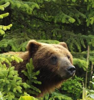 Hnědý medvěd stojí v lese