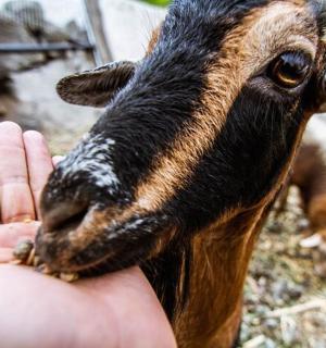 一只山羊从人手中吃食物