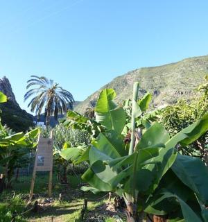 一座有树木和山脉的花园