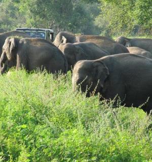 a herd of elephants walking in a field