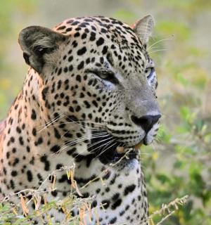 一只豹子站在田野里的特写镜头