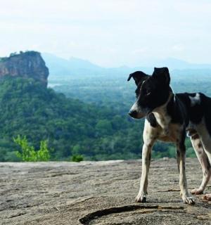 a dog standing on top of a mountain