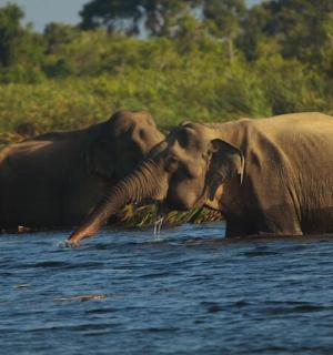 两头大象站在水里