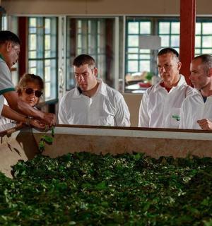 一群男人站在厨房里看着植物