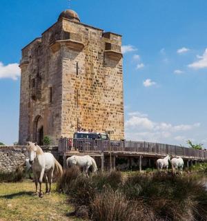 eine Gruppe von Pferden steht vor einem Schloss