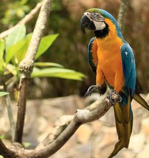 一只色彩鲜艳的鸟坐在树枝上