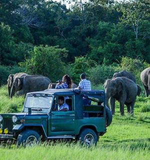 一群人坐在一辆绿色吉普车里观看大象