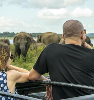 a man and woman looking at a herd of elephants