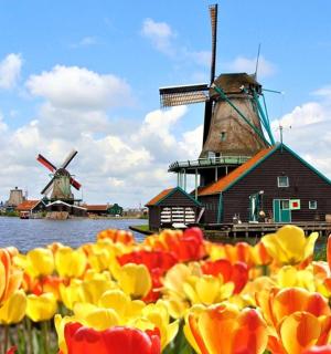 风车前的一束郁金香