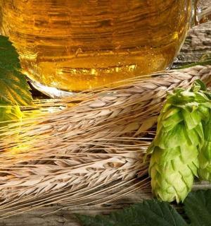 一杯啤酒和一束绿色啤酒花