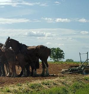skupina koní stojící vedle pluhu