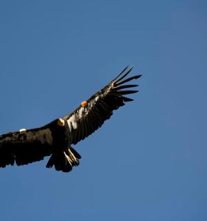 orel letící na obloze