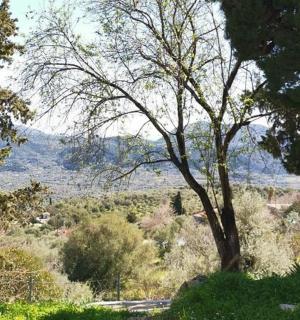 田野中间的一棵树