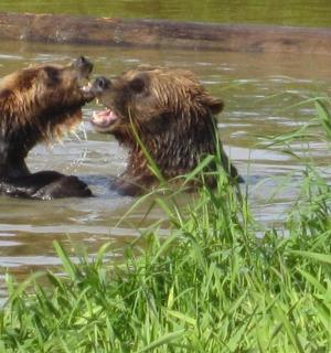 两只熊在水中互相玩耍