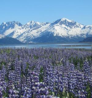 a field of purple flowers with mountains in the background