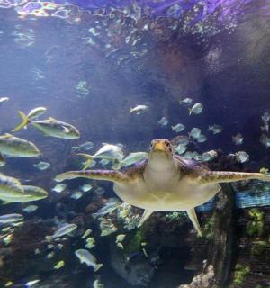 一只乌龟在鱼缸里和鱼一起游泳