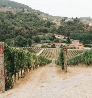 vinice s nezpevněnou cestou a trsem vinné révy