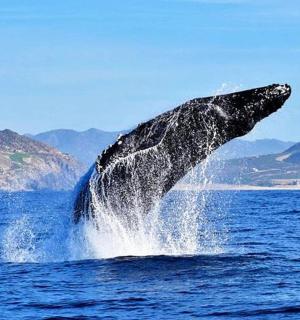 a whale jumping out of the water