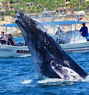 船前水中的鲸鱼