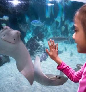 a little girl looking at a dolphin in an aquarium