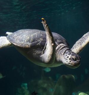 一只绿海龟在水中游泳