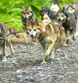 一群狗沿着土路行走