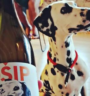 ένα άτομο που κρατά ένα σκύλο Δαλματίας δίπλα σε ένα μπουκάλι