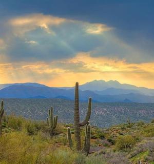 日落下的沙漠中的一群仙人掌