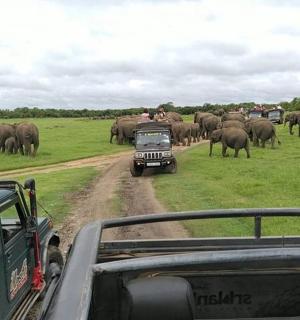 a herd of elephants crossing a dirt road with a truck