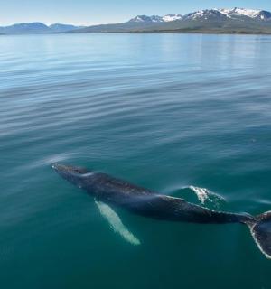 一头鲸鱼在水中游动