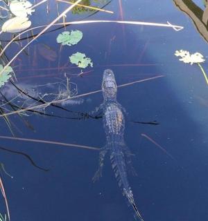 a turtle swimming in the water next to some weeds