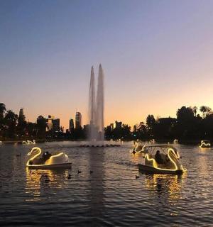 一群天鹅漂浮在有喷泉的湖面上