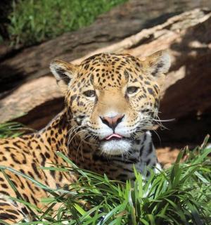 一只美洲虎坐在草地上