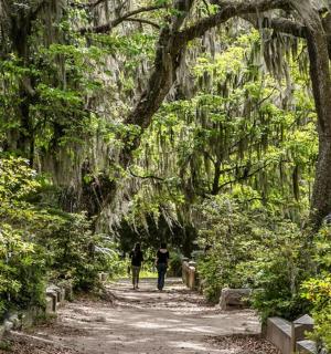 a person walking down a dirt path in a forest
