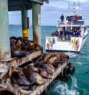 skupina tuleňů na lodi vedle mola